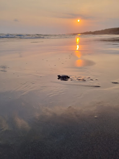 World Sea Turtle Day: Hewan Langka itu Bernama Penyu!